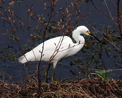 [The white bird with a patch of yellow at the top of its otherwise black beak near its eye is standing in water up to its knees. The legs are yellow with what looks to be a black stripe down the front of each one.]
